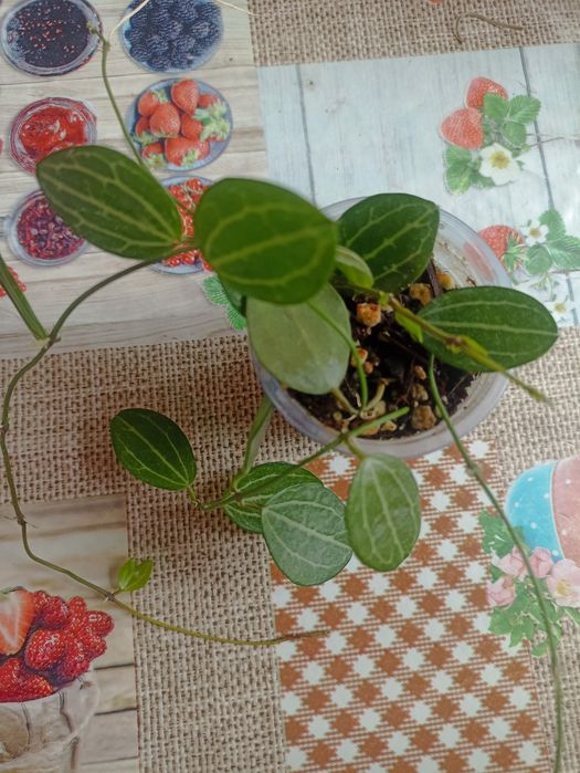 Продам Дисхидию Овата