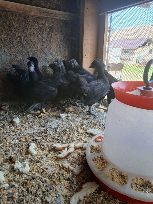 Pui si puici austrolop