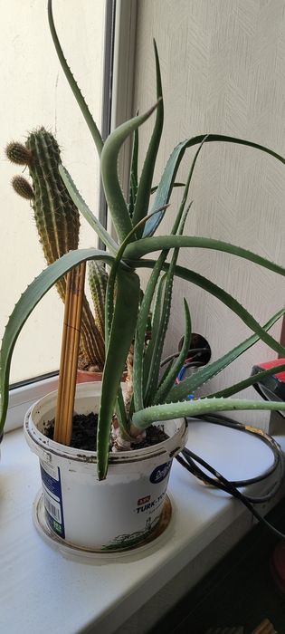 Комнатнатные цветы в горшках