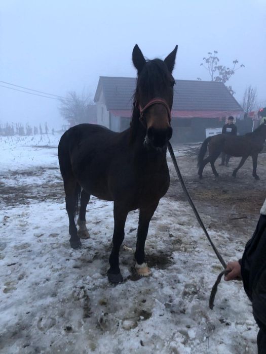 De vanzare iapa de 7 ani