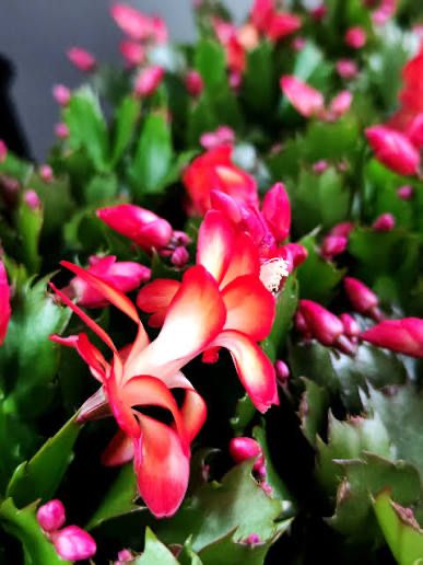 Комнатные растения