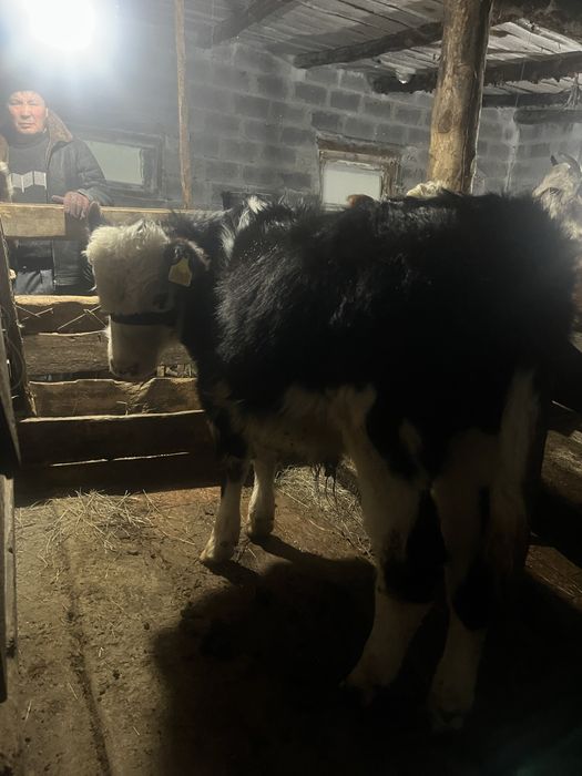 Продается бычок 8 месячный