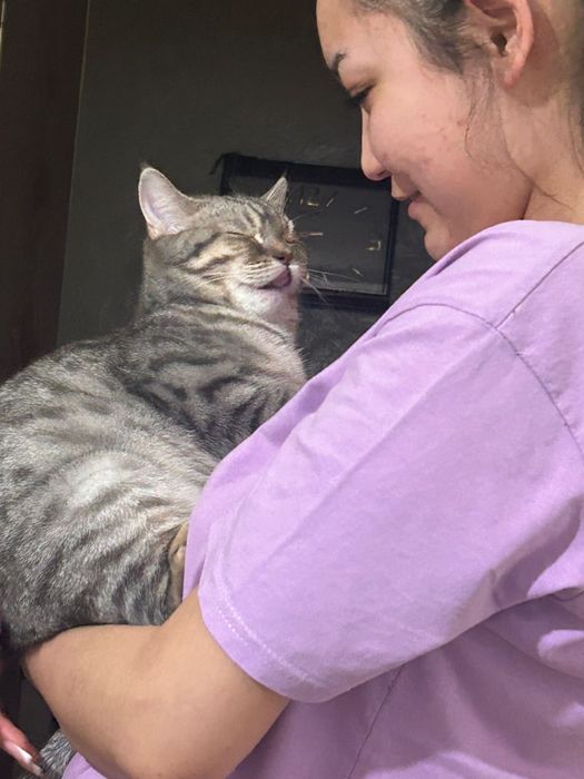 Отдам кошку бесплатно