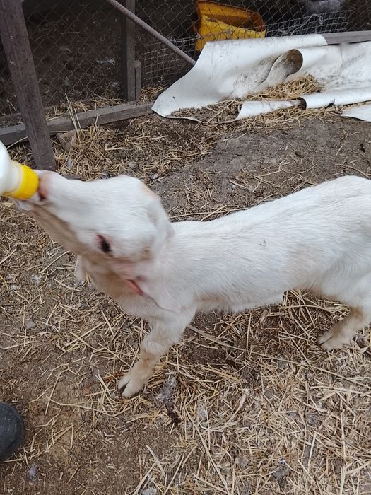 Продам  козлика на племя