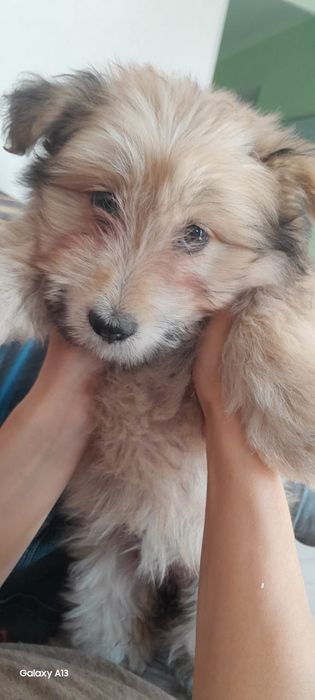 Дарю щенка!               .