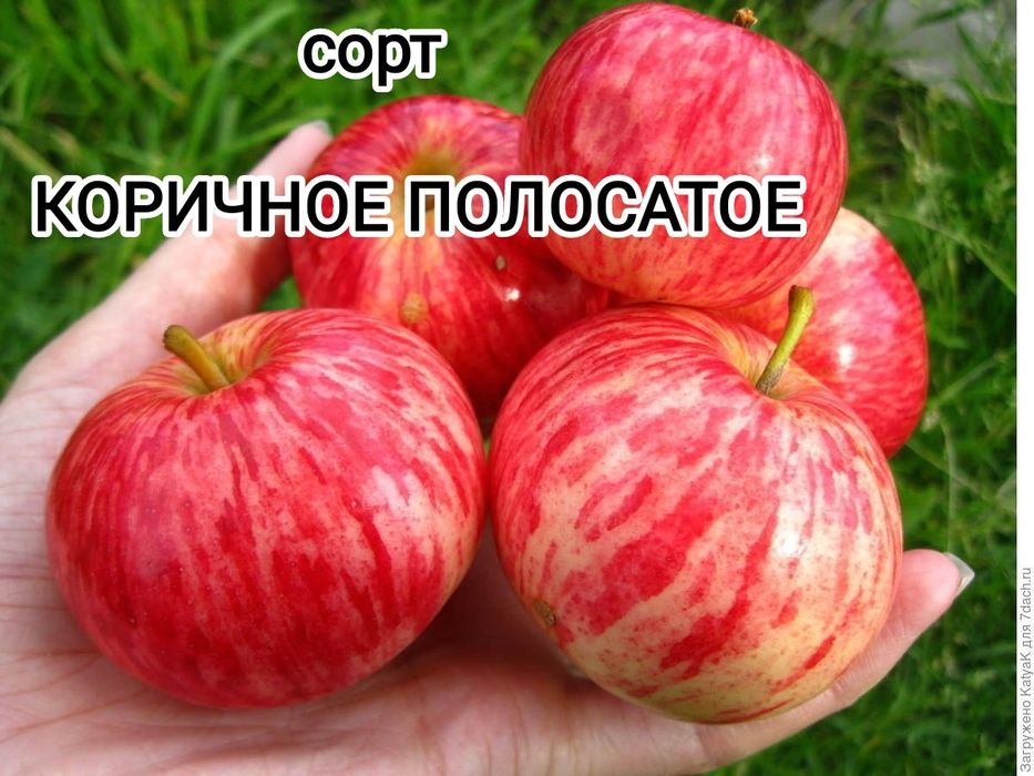 Продам дачу Сад Здоровье Торг
