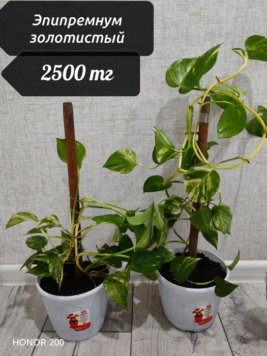 Спатифиллум район Компоселок