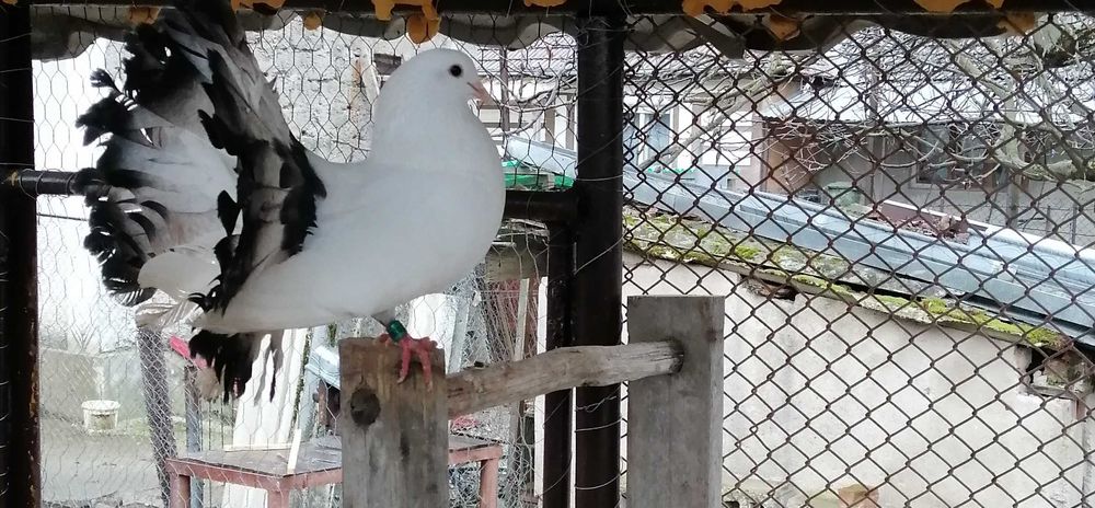 Vand porumbei voltati