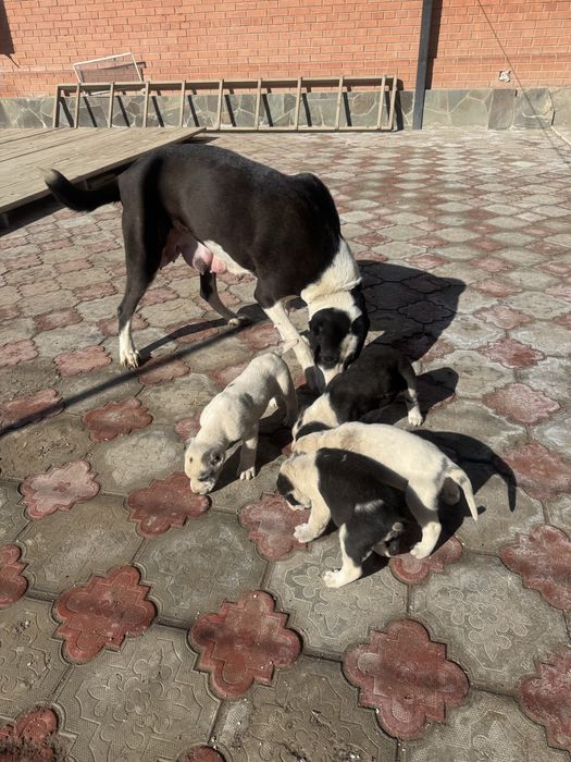 Продам щенят  цена 35 тыс.на фото мать и отец