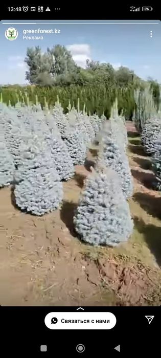 Голубые Ёлки красивые