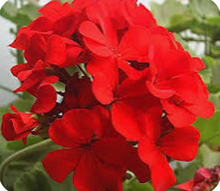 Комнатные цветы  200 тг