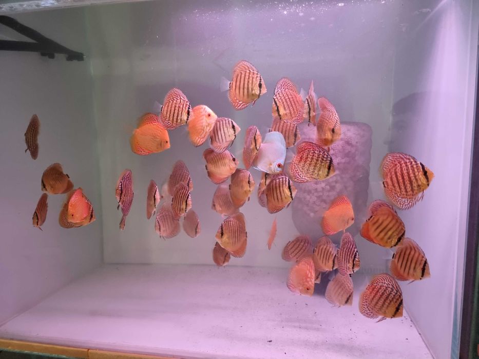 Аквариумы 400л с сампом