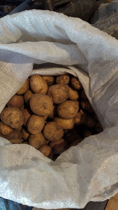 Продам мелкий картофель