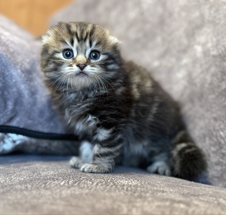 Котята Скоттиш фолд