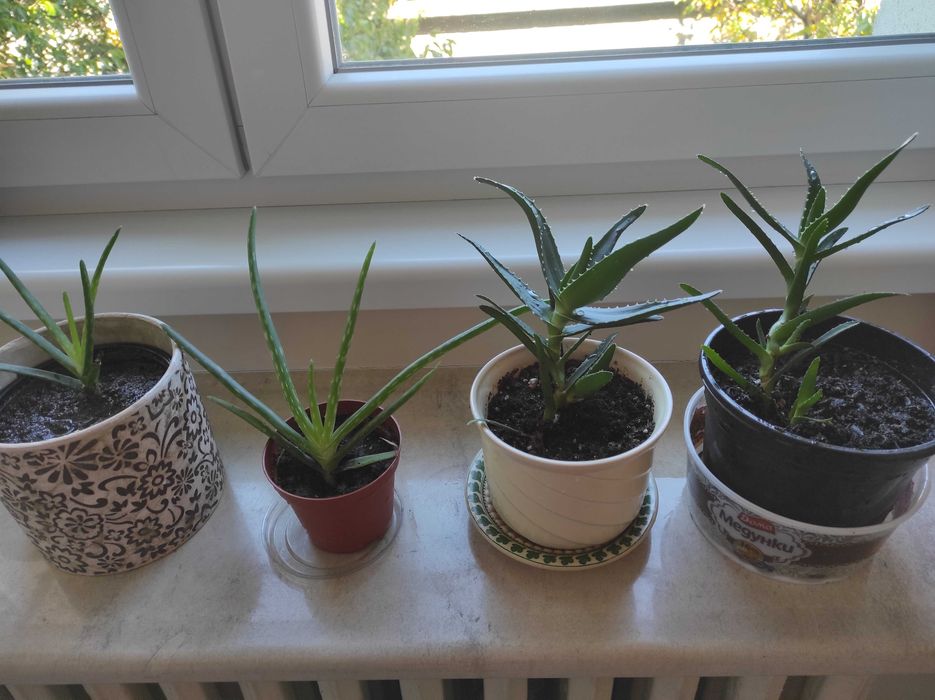 Лечебно алое вера, 2 вида, над 3 - годишни, отлично гледани растения