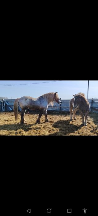 Продам кобылку советскую