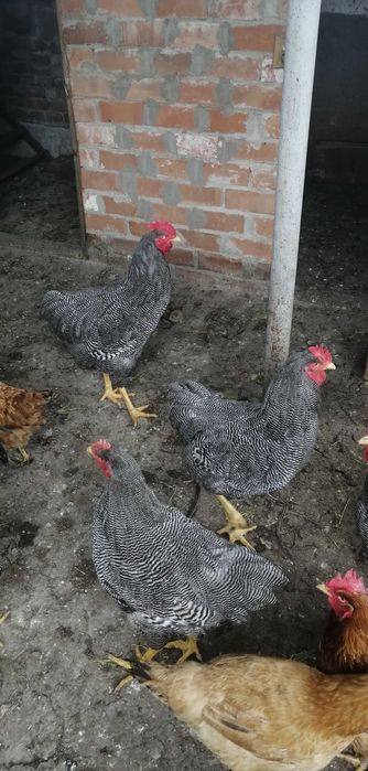 plimut rock barat..cocos