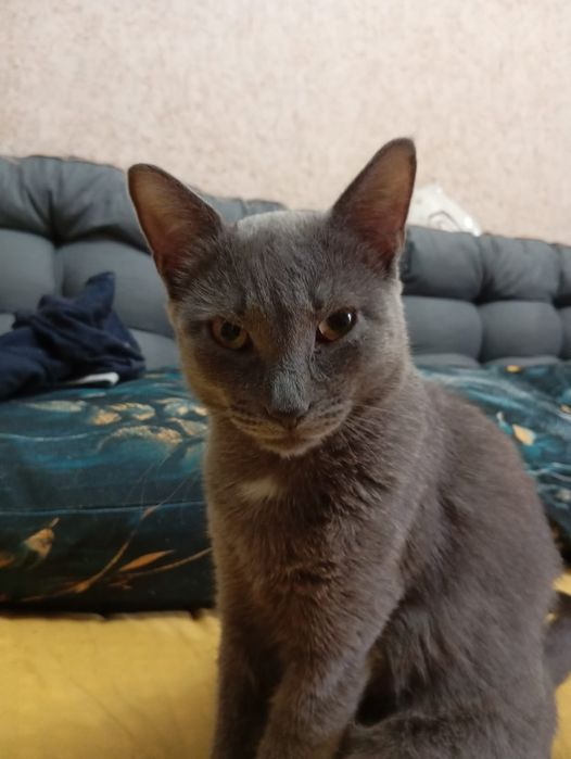 Отдам в хорошие и добрые руки