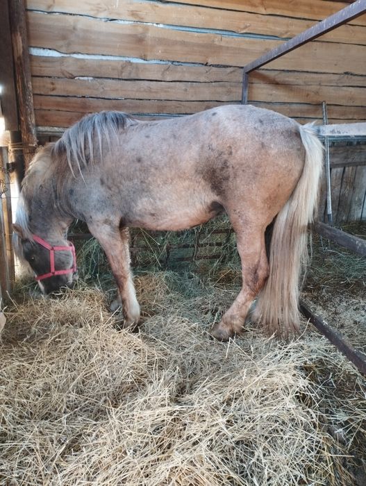 Жеребец Атбасар продажа