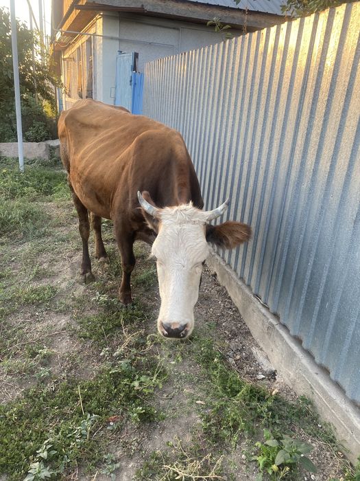 Продаётся корова
