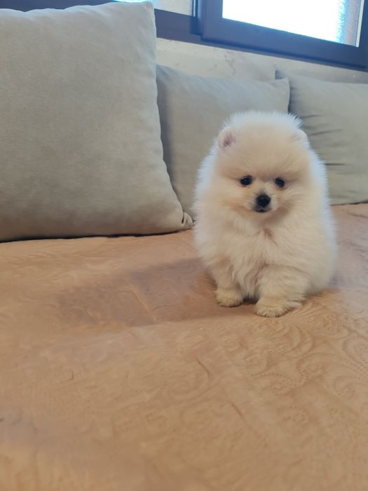 Померан мини мъжко и женско