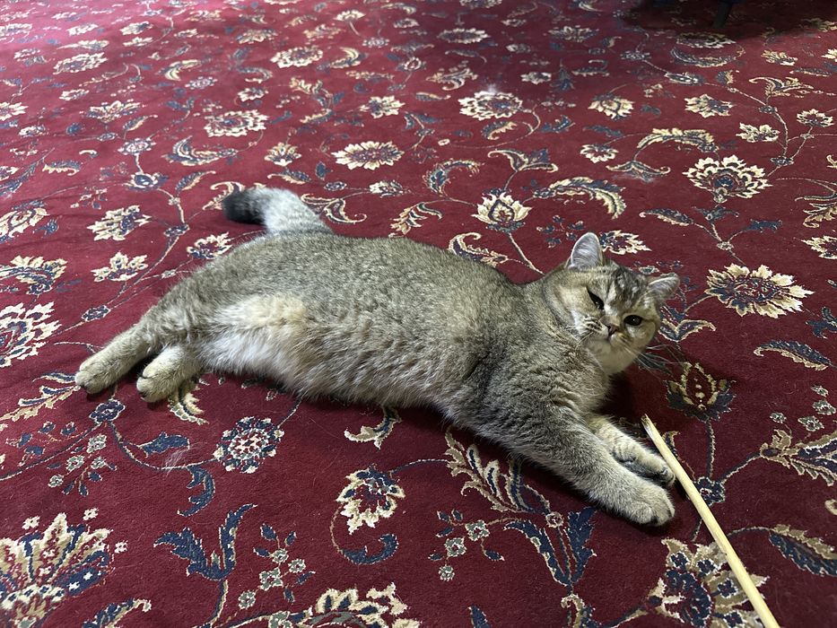 ВЯЗКА, кошка скоттиш (Juftlash uchun)