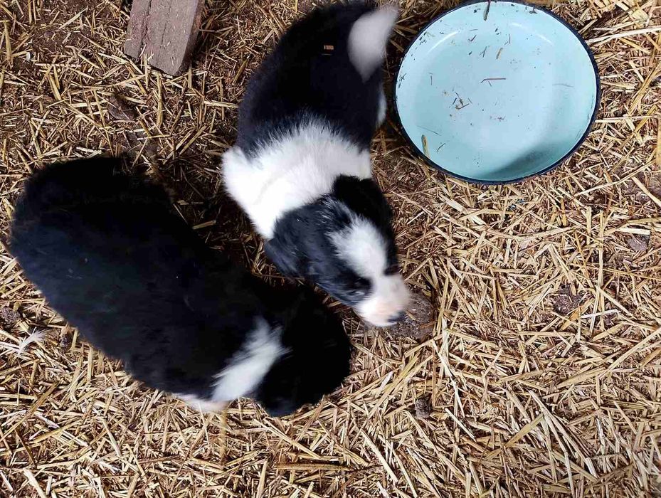 Малки кученца Бордър Коли чистокръвни