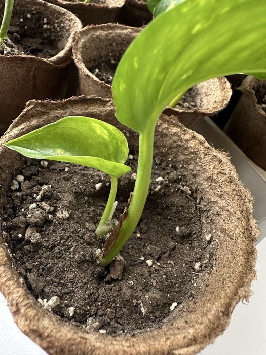 Малыши сциндапсуса