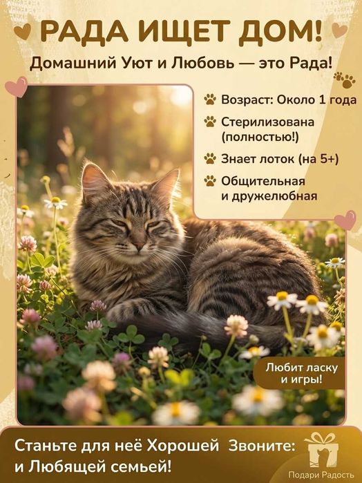 Котята бесплатно