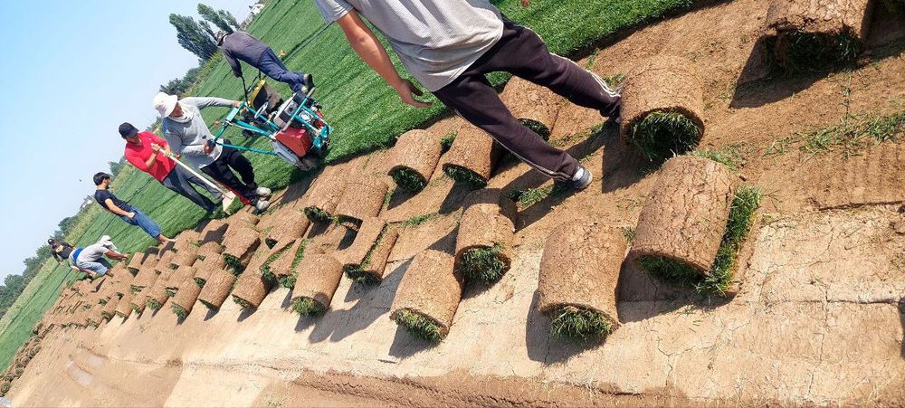 Газон.Gazon.Optem,поливк,микраклимат