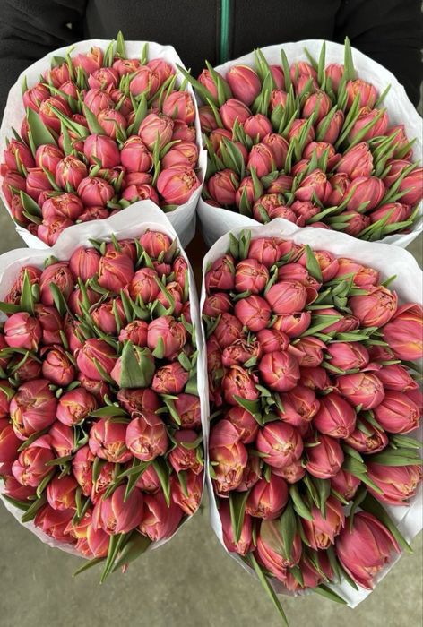 Тюльпаны оптом,розы,пионы,