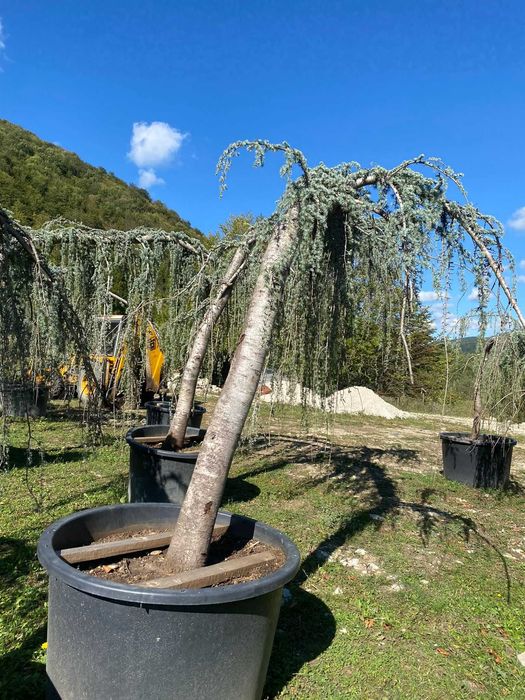 Plante pentru Gradina si Curte