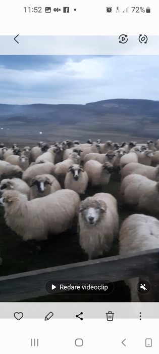 Vând oi tinere și berbeci