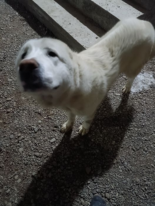 Продам алабая девочку