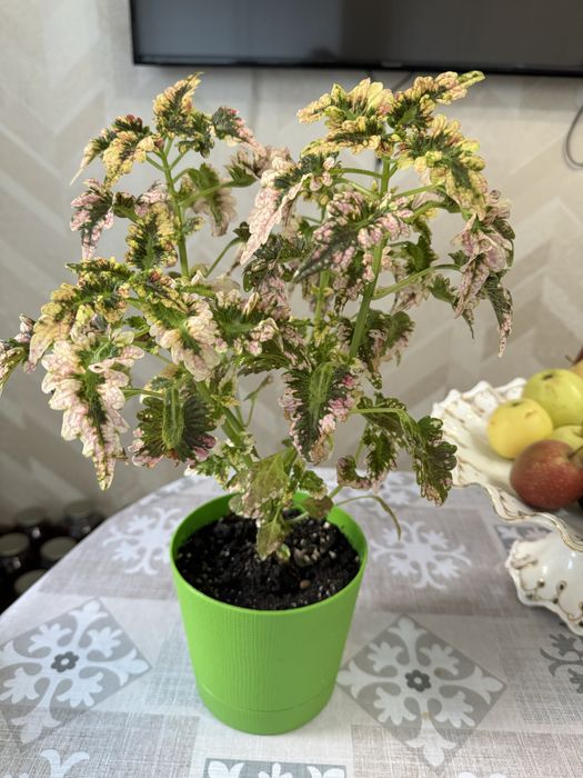 Комнатные цветы.