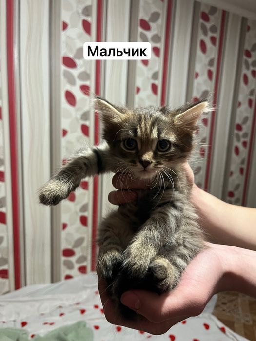 Отдам котят СРОЧНО ЗВОНИТЕ!!!