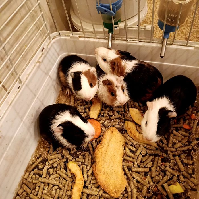Морские свинки разных возрастов
