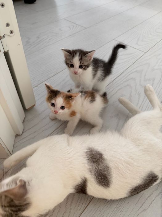 Котенки 1 месяцев СРОЧНО ПРОДАМ