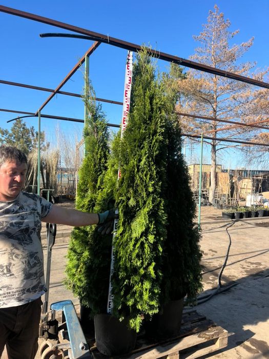 туя Смарагд туя елки