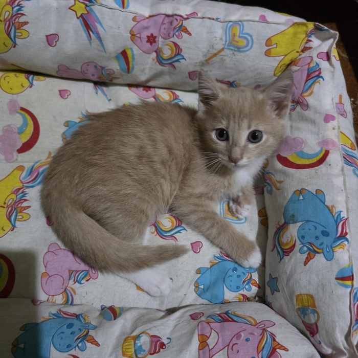 Котик ищет дом!!!