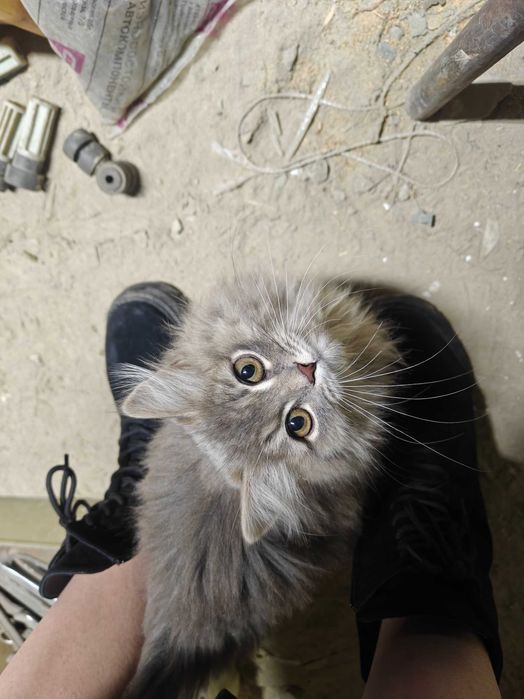 Котенок ищет дом