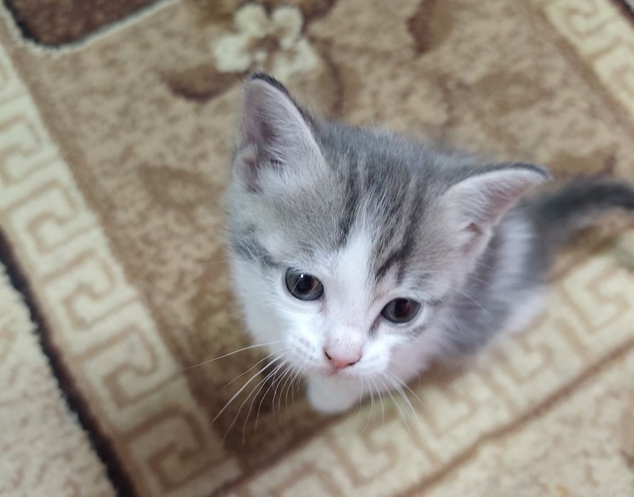Отдам котят в хорошие руки