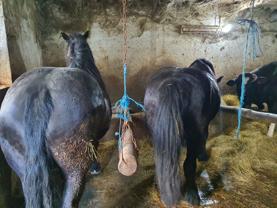 Iapa tractiune, semigrea si gaste