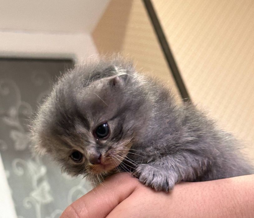 Skotish fold va straight mushikchalari