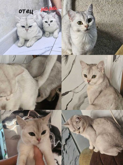 Mushuklar shinshila F1