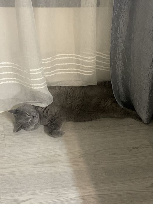 Кот Британец с родословной