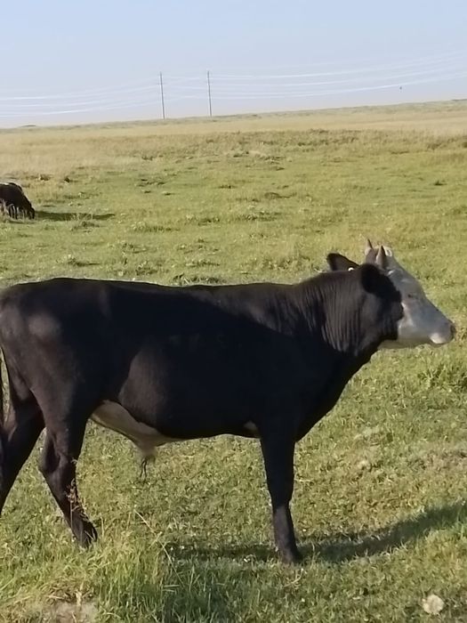 Продам баранов, 2 коров, бычка