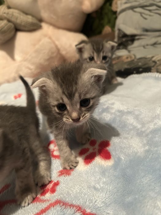 Вислоухая котята
