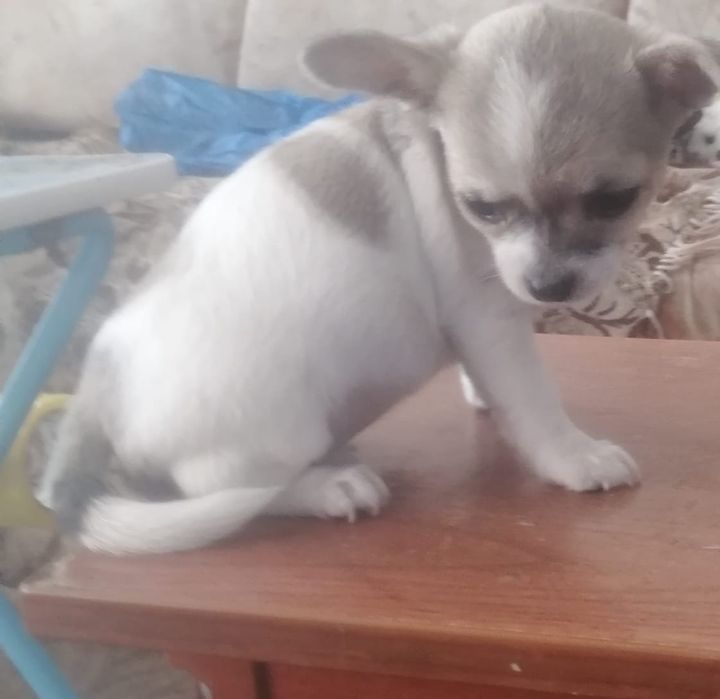 Чихуа, мальчик, продам