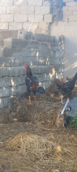 Dakan Xoʻroz sotiladi